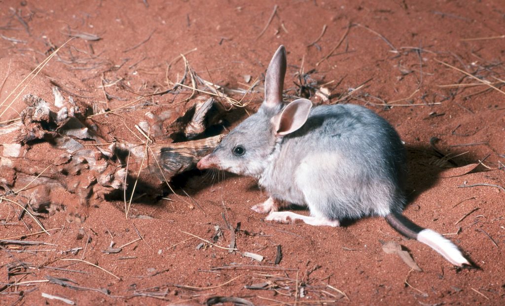 Northern Brown Bandicoot & Greater Bilby - CWRT