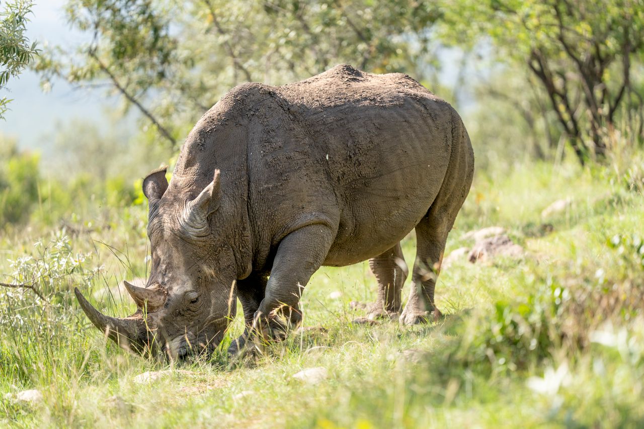 Tolderol Game Reserve Open Day